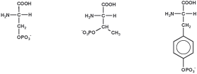 Peptide modification: phosphorylation