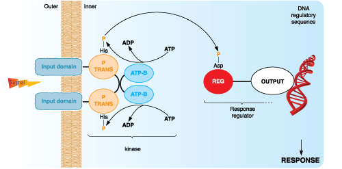 Peptide phosphorylation in bacteria